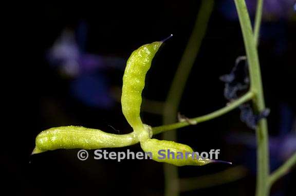 delphinium gracilentum 15 graphic